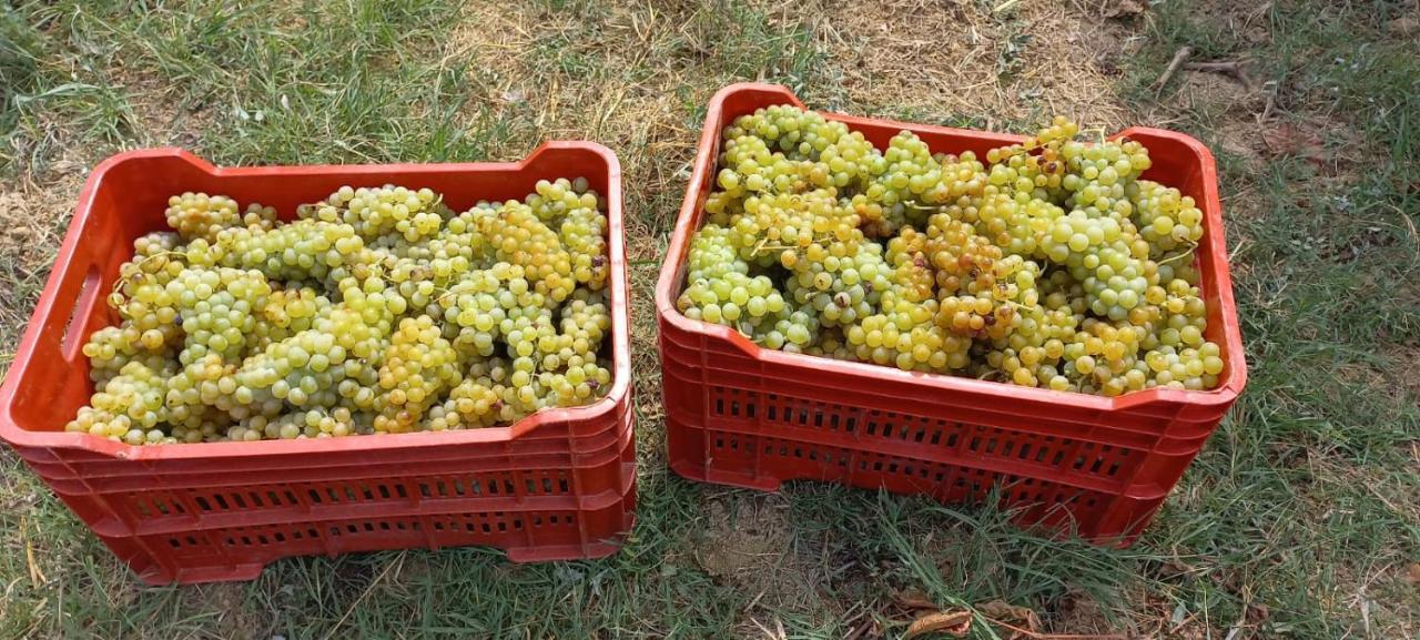 1929 Wine Food Relax Agriturismo Acqui Terme Eksteriør billede