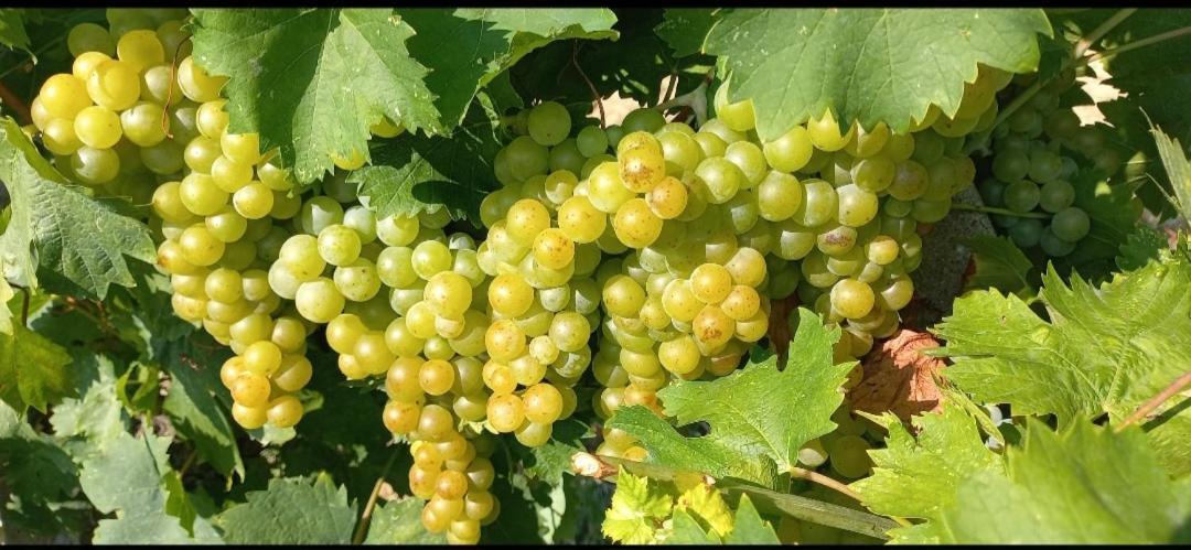 1929 Wine Food Relax Agriturismo Acqui Terme Eksteriør billede